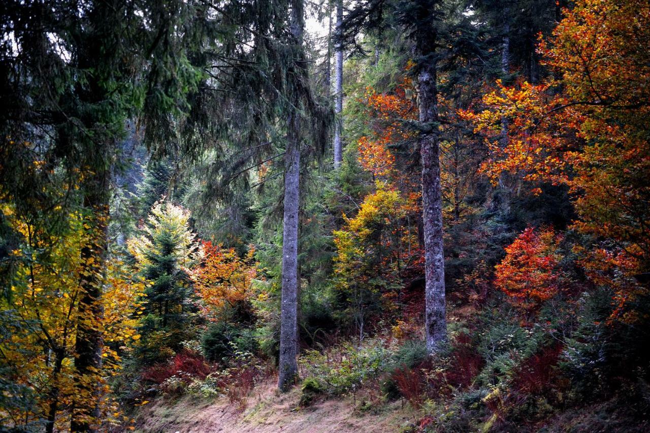 C4 Albmatte-Fewo Sauna, Hallenbad Aussenbecken Massagen Nebenan Menzenschwand-Hinterdorf Εξωτερικό φωτογραφία