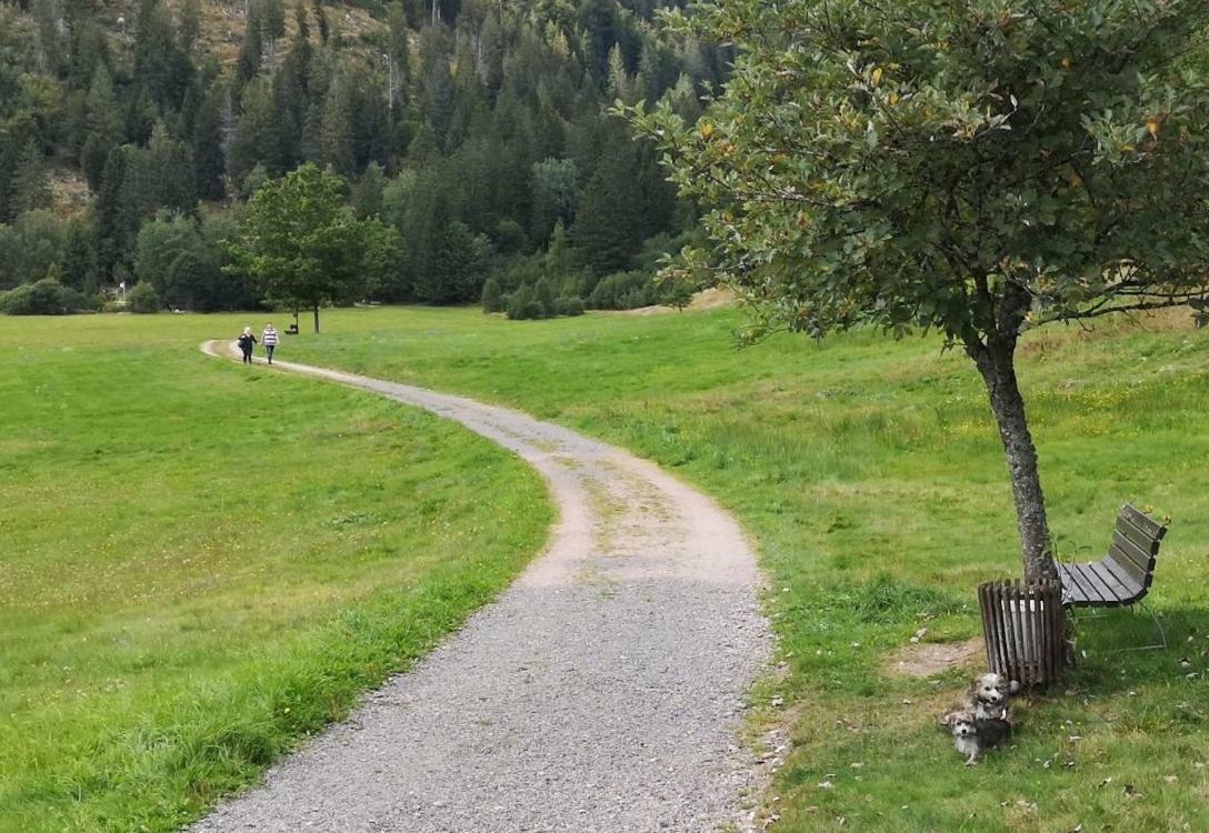 C4 Albmatte-Fewo Sauna, Hallenbad Aussenbecken Massagen Nebenan Menzenschwand-Hinterdorf Εξωτερικό φωτογραφία
